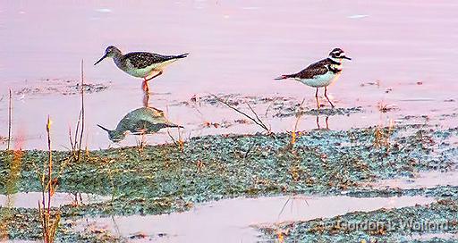 Yellowlegs & Killdeer At Sunrise_DSCF21154.jpg - Lesser Yellowlegs (Tringa flavipes) and Killdeer (Charadrius vociferus) photographed near Lindsay, Ontario, Canada.